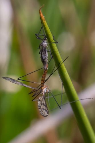 Réf. 301 553 : Idioptera pulchella